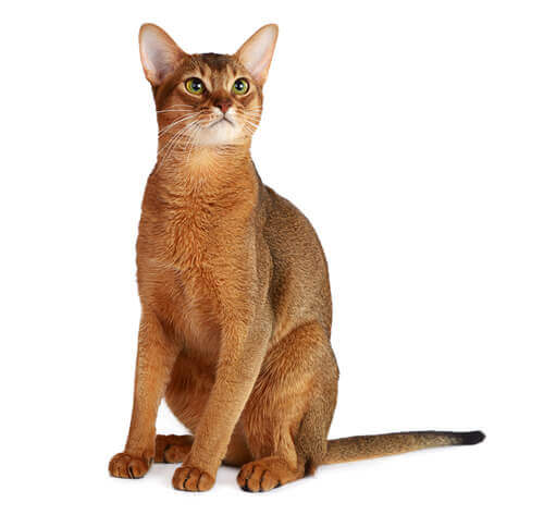 Abyssinian Cat Breed Information Purina